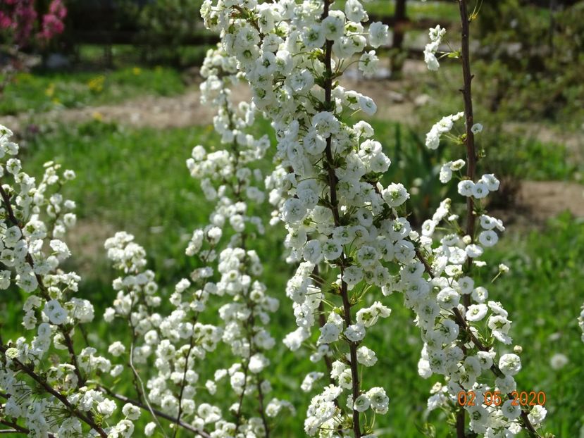 spiraea prunifolia Plena - Dobarland 2020 2