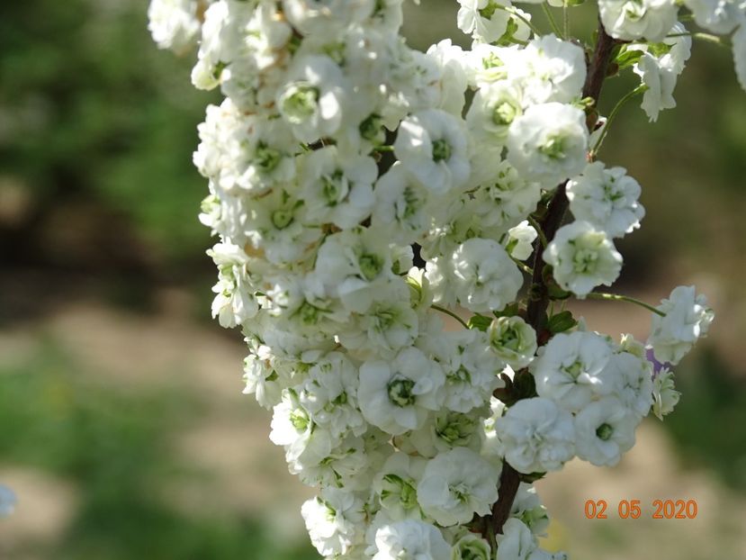 spiraea prunifolia Plena - Dobarland 2020 2