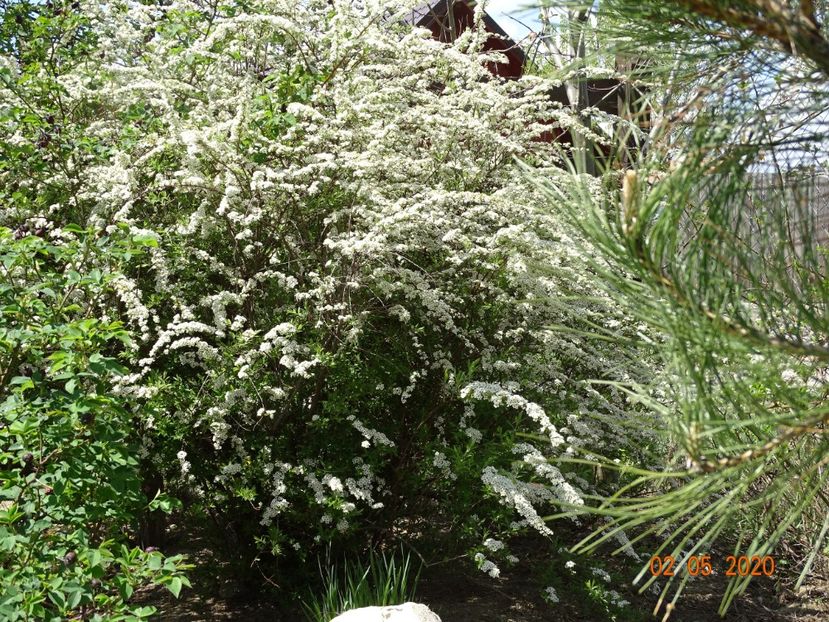 spiraea Grefsheim - Dobarland 2020 2