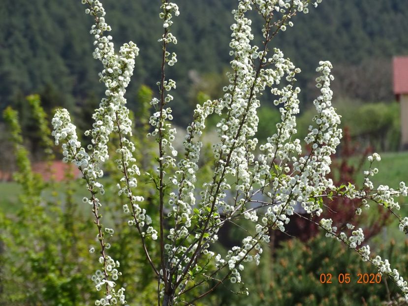 spiraea prunifolia Plena - Dobarland 2020 2
