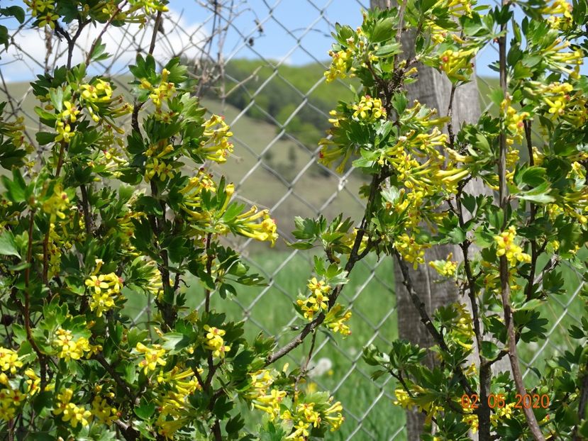 ribes aureum - Dobarland 2020 2