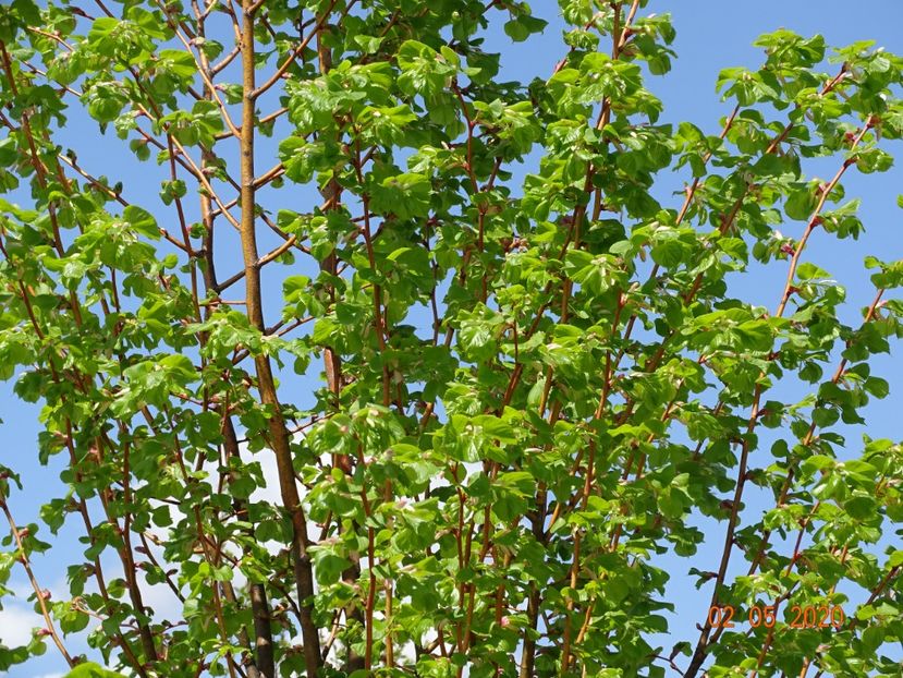 tei Winter Orange - Dobarland 2020 2