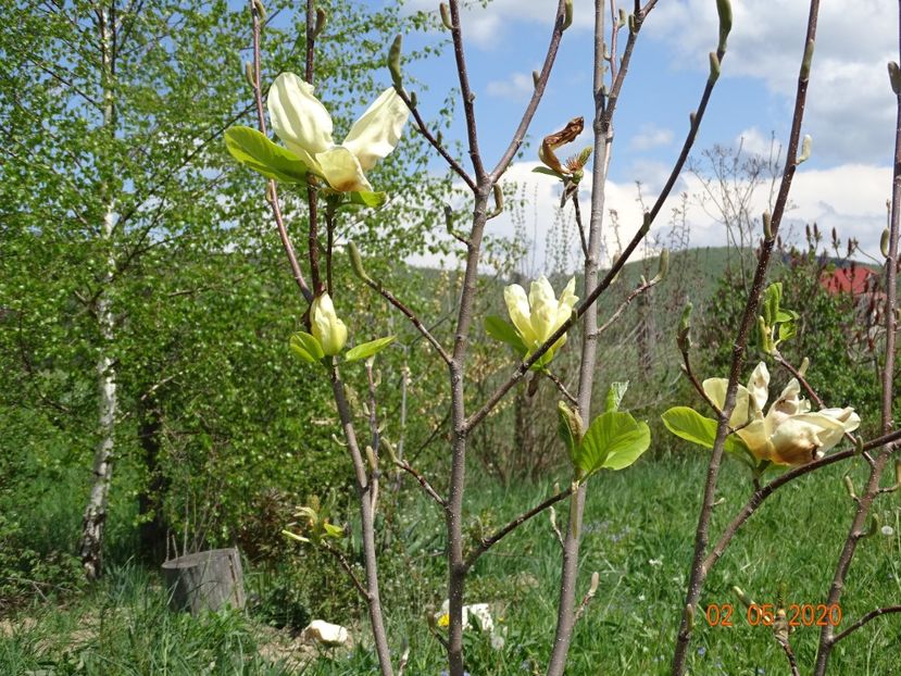 magnolia Yellow Lantern - Dobarland 2020 2