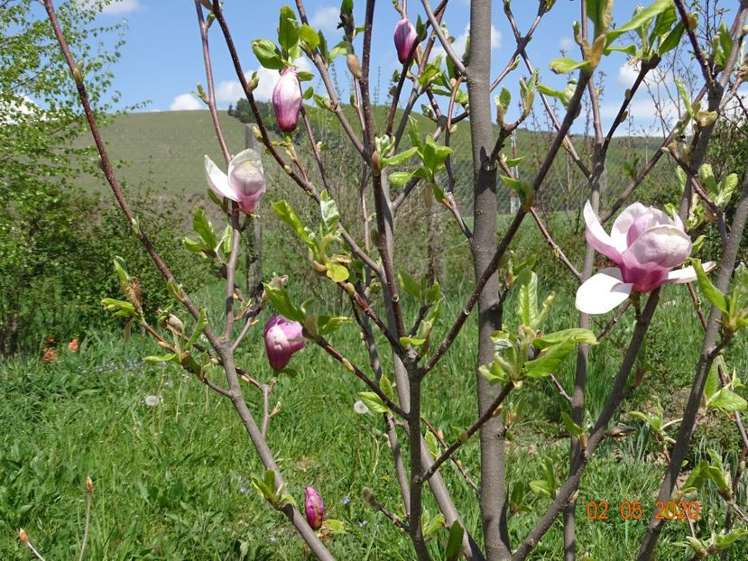 magnolia Rustica Rubra - Dobarland 2020 2