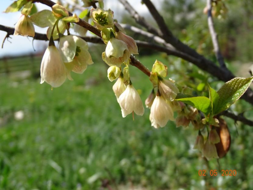 halesia carolina - Dobarland 2020 2