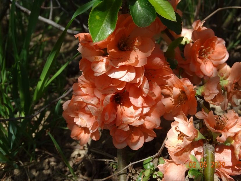 chaenomeles Cameo - Dobarland 2020 2