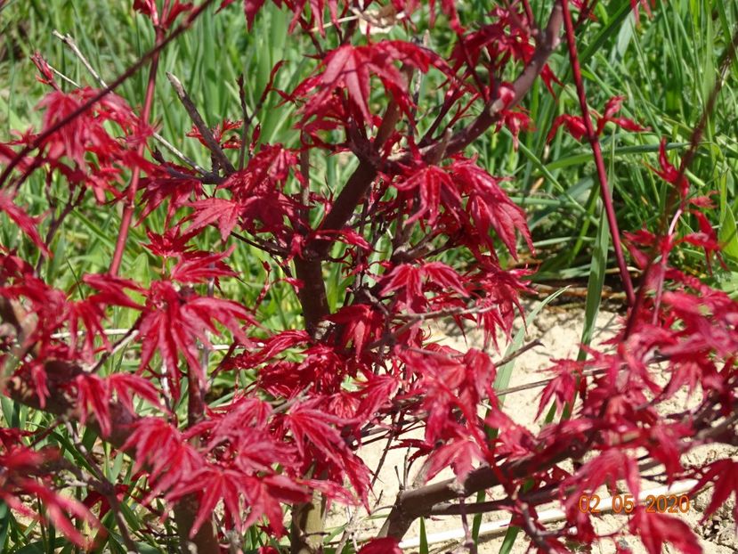 acer palm. Beni Maiko - Dobarland 2020 2