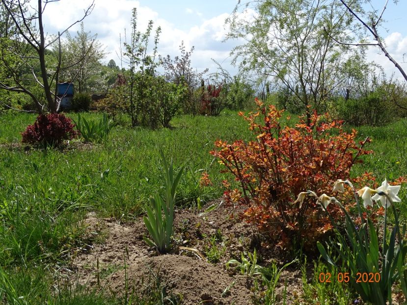 spiraea Firelight si berberis Admiration - Dobarland 2020 2