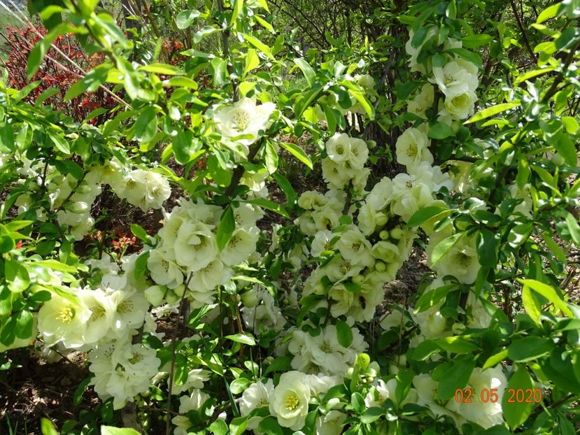 chaenomeles Yukigoten - Dobarland 2020 2