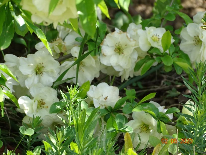 chaenomeles Yukigoten - Dobarland 2020 2