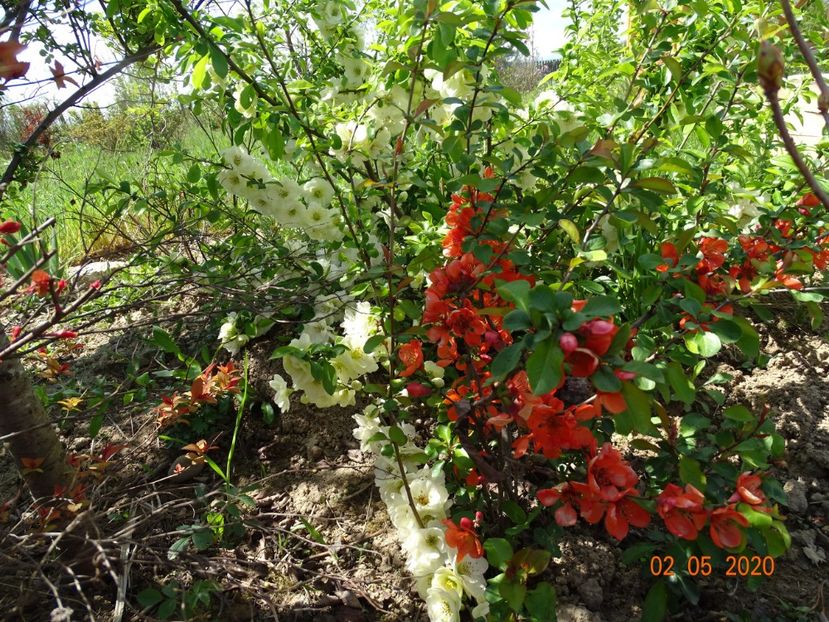 chaenomeles Clementine - Dobarland 2020 2