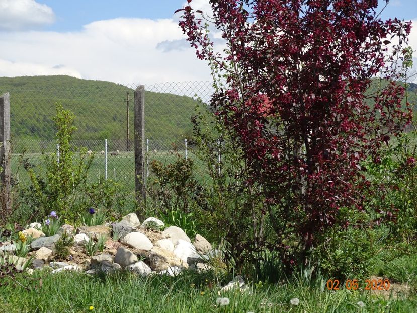 malus Royalty - Dobarland 2020 2