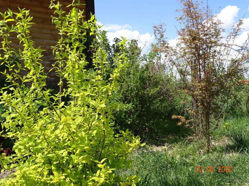 philadelphus Aureus si acer palmatum - Dobarland 2020 2