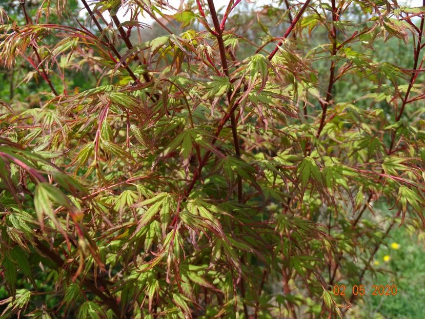 acer palmatum - Dobarland 2020 2