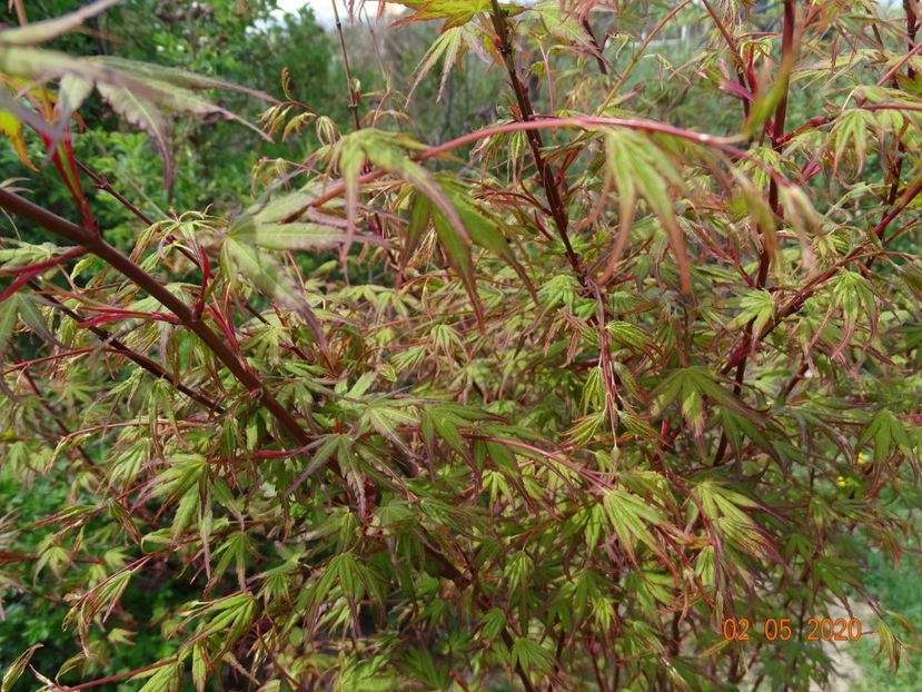 acer palmatum - Dobarland 2020 2