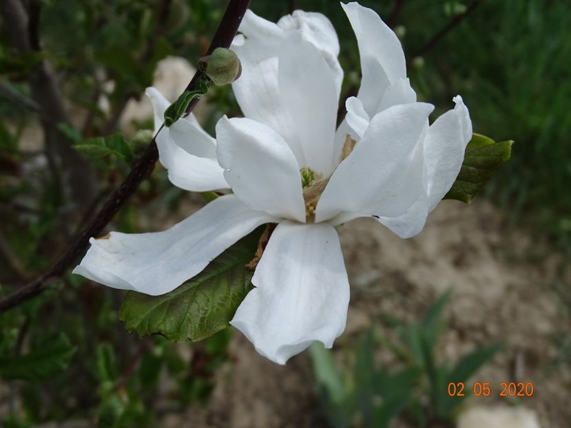 magnolia soulangeana Speciosa - Dobarland 2020 2