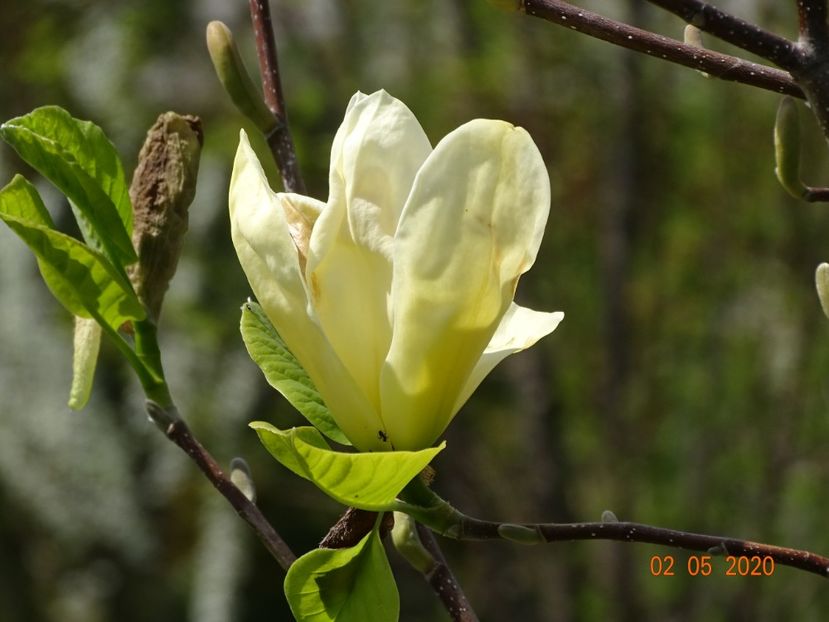 magnolia Yellow Lantern - Dobarland 2020 2