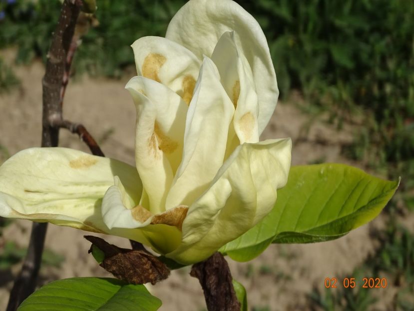 magnolia Yellow Lantern - Dobarland 2020 2