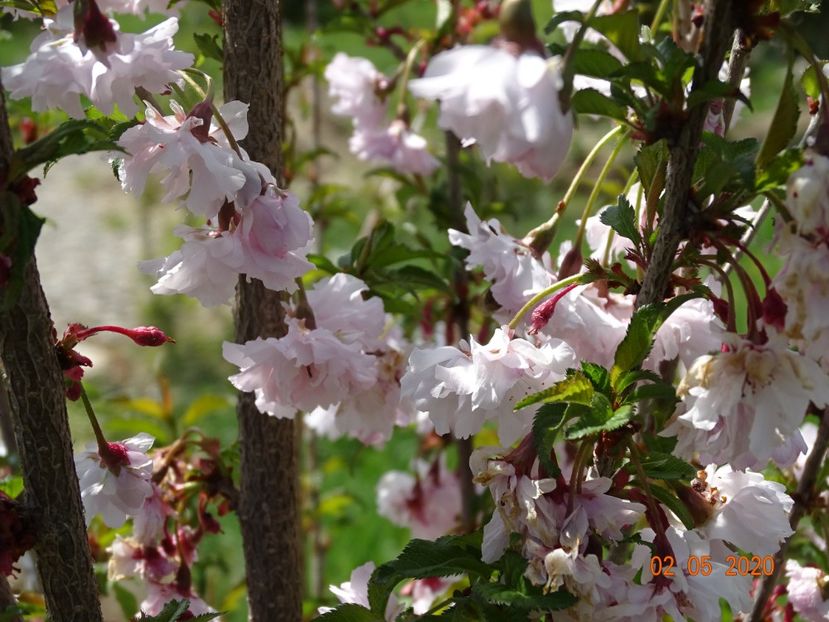 prunus incisa Mikinori - Dobarland 2020 2