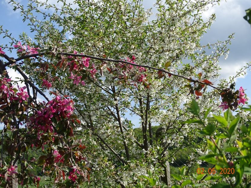 malus Cheal's Weeping - Dobarland 2020 2