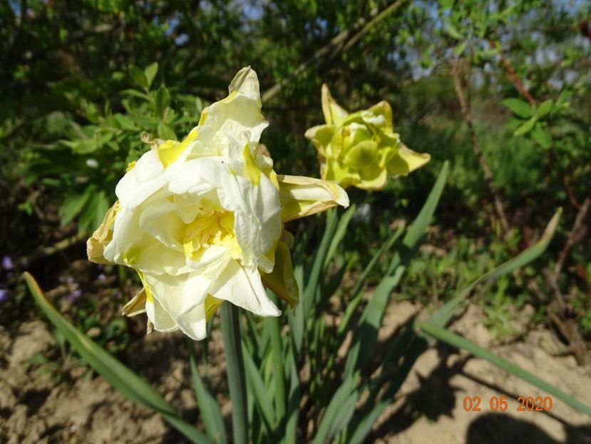 narcise Obdam - Dobarland 2020 2