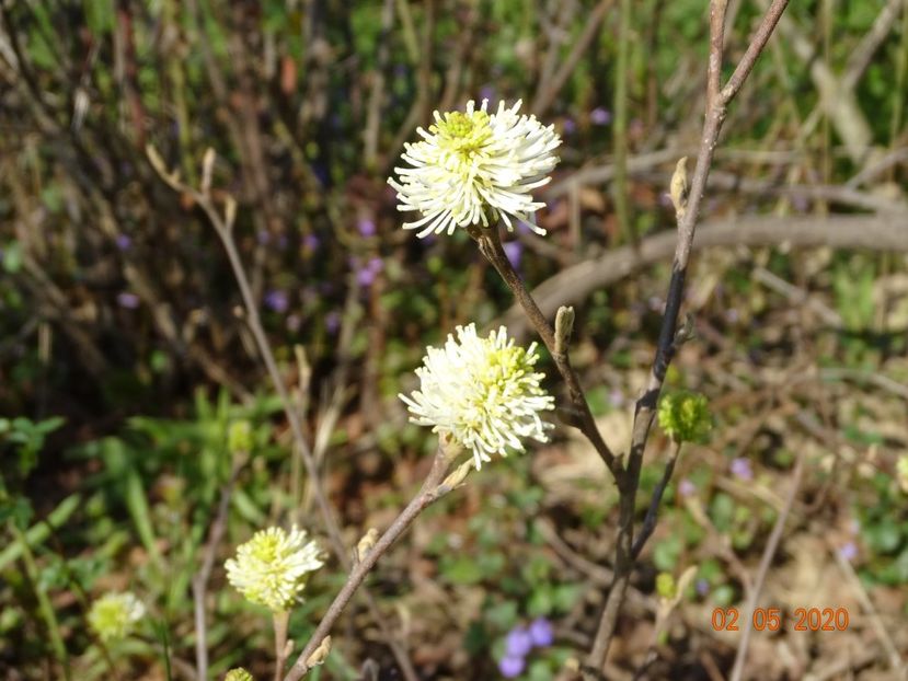 fothergilla major - Dobarland 2020 2
