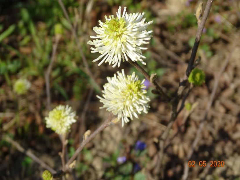 fothergilla major - Dobarland 2020 2