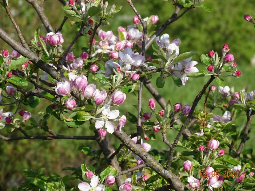 mar Golden Delicious - Dobarland 2020 2