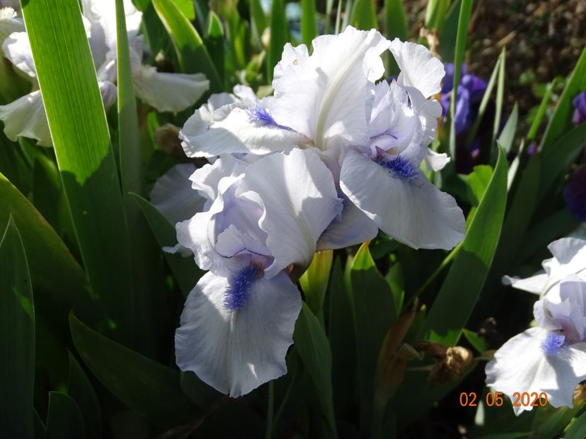 Forever Blue - Irisi si bujori 2020