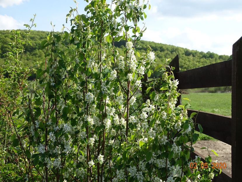 amelanchier Obelisk - Dobarland 2020 2