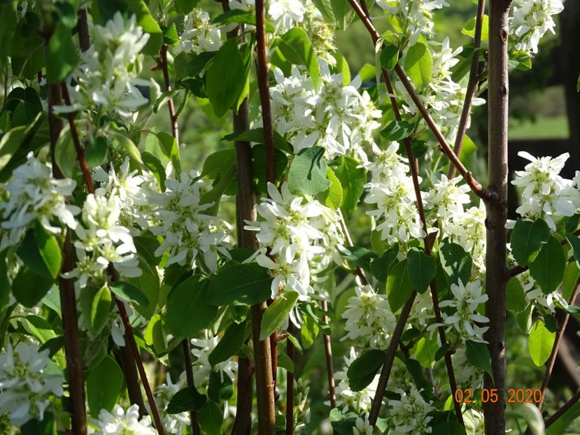 amelanchier Obelisk - Dobarland 2020 2