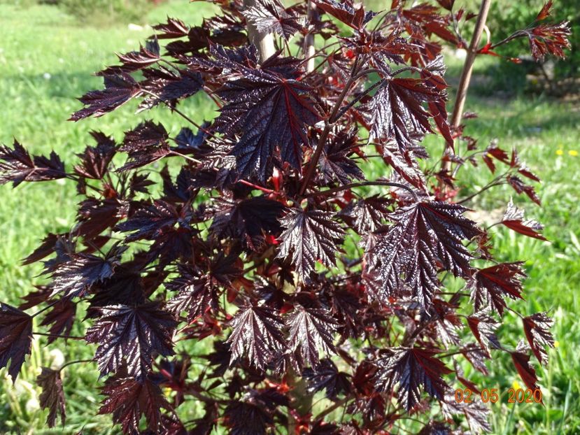 acer Crimson Sentry - Dobarland 2020 2