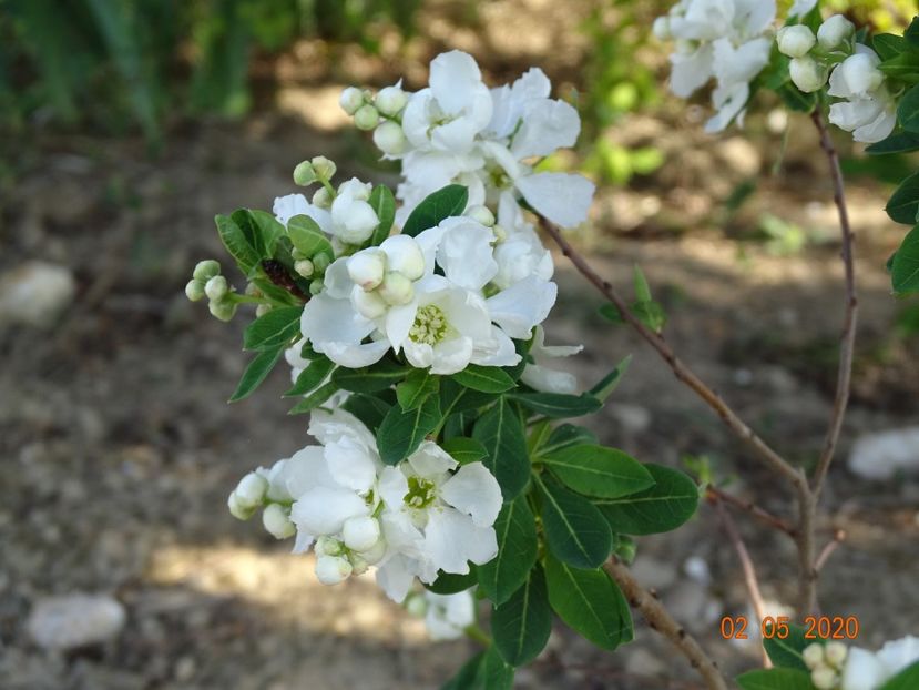 exochorda Magical Springtime - Dobarland 2020 2