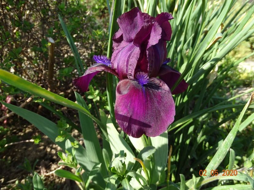 Cherry Garden - Irisi si bujori 2020