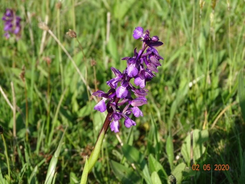 orchis morio - Dobarland 2020 2