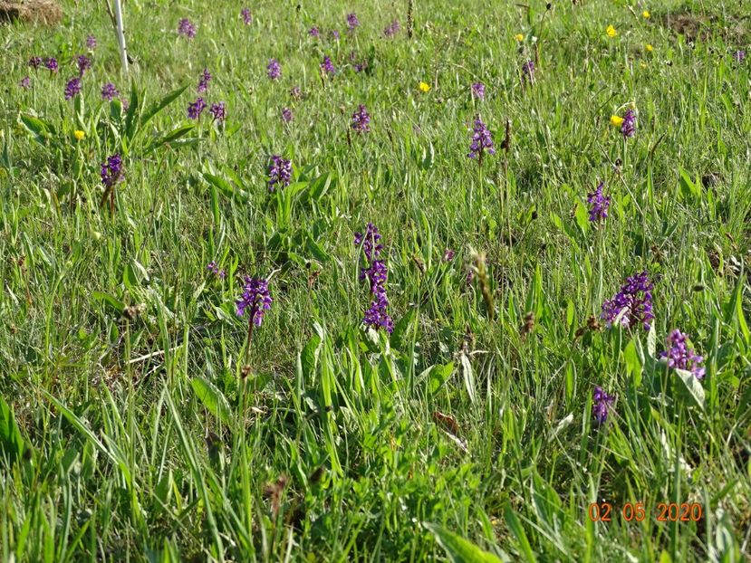 orchis morio - Dobarland 2020 2