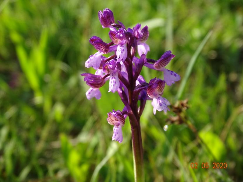 orchis morio - Dobarland 2020 2