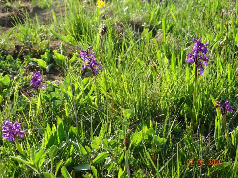 orchis morio - Dobarland 2020 2