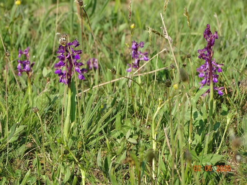 orchis morio - Dobarland 2020 2
