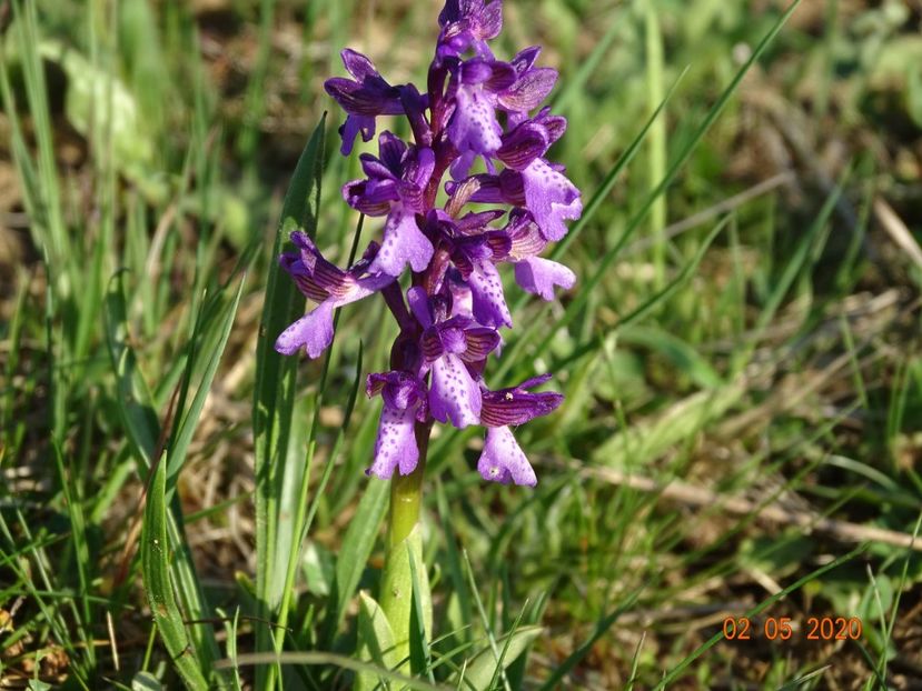 orchis morio - Dobarland 2020 2