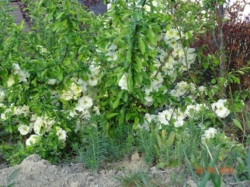 chaenomeles Yukigoten - Dobarland 2020 2