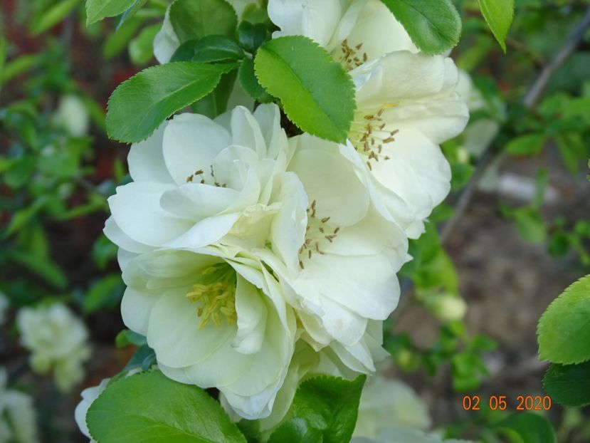 chaenomeles Yukigoten - Dobarland 2020 2