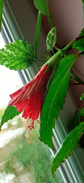 Cooperi rose flake - Hibiscus 2015-2024