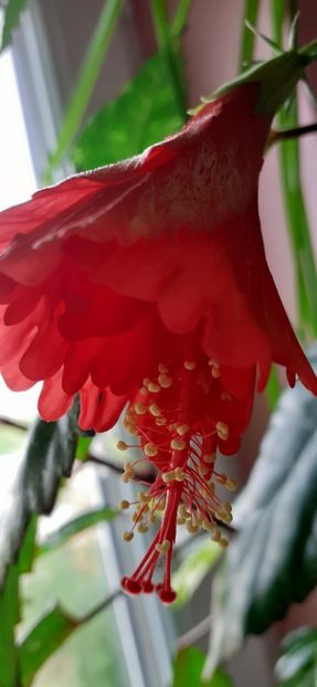 Cooperi rose flake - Hibiscus 2015-2024