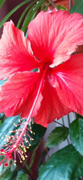  - Hibiscus 2015-2024