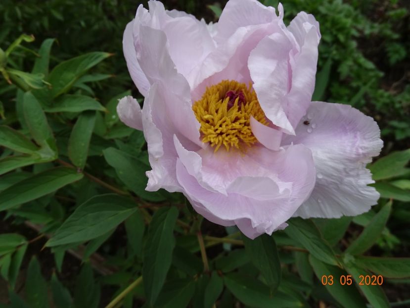 Feng Dan Bai - Bujori arbustivi si itoh 2020