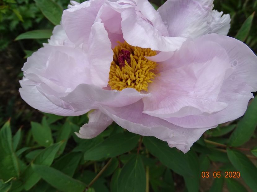 Feng Dan Bai - Bujori arbustivi si itoh 2020