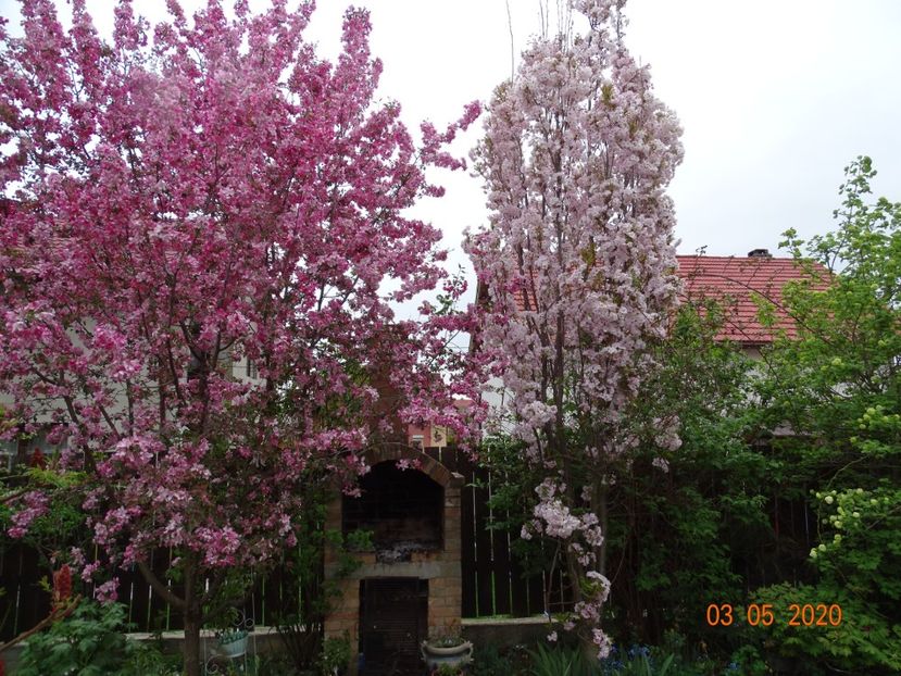  - Gradina 2020