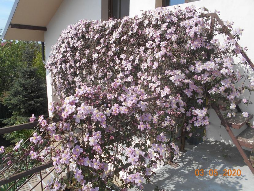  - 1Clematite 2020