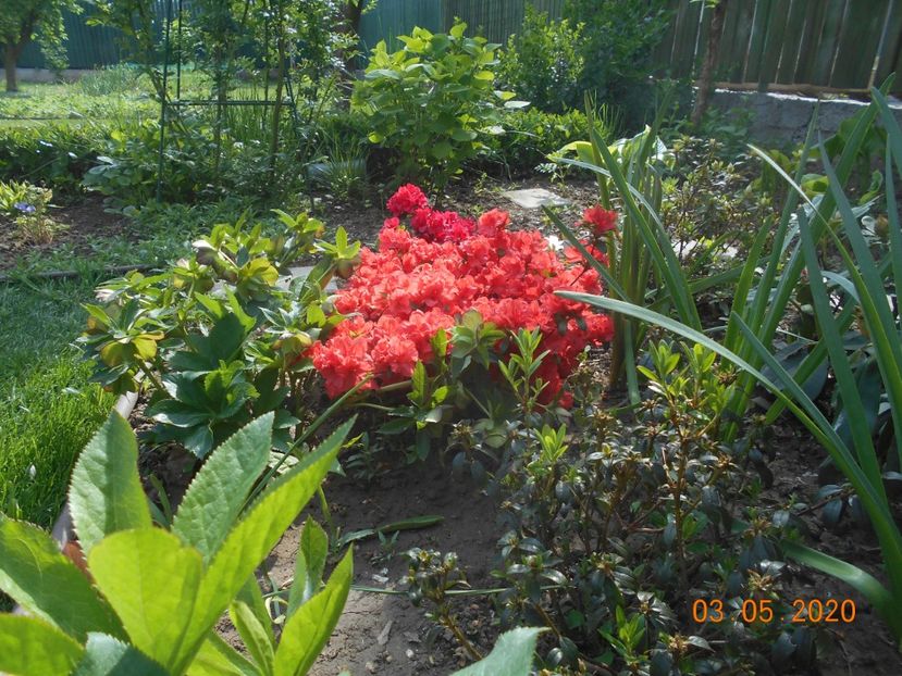  - 1Azalee-rhododendroni-heleborusi-hortensii-hoste 2020